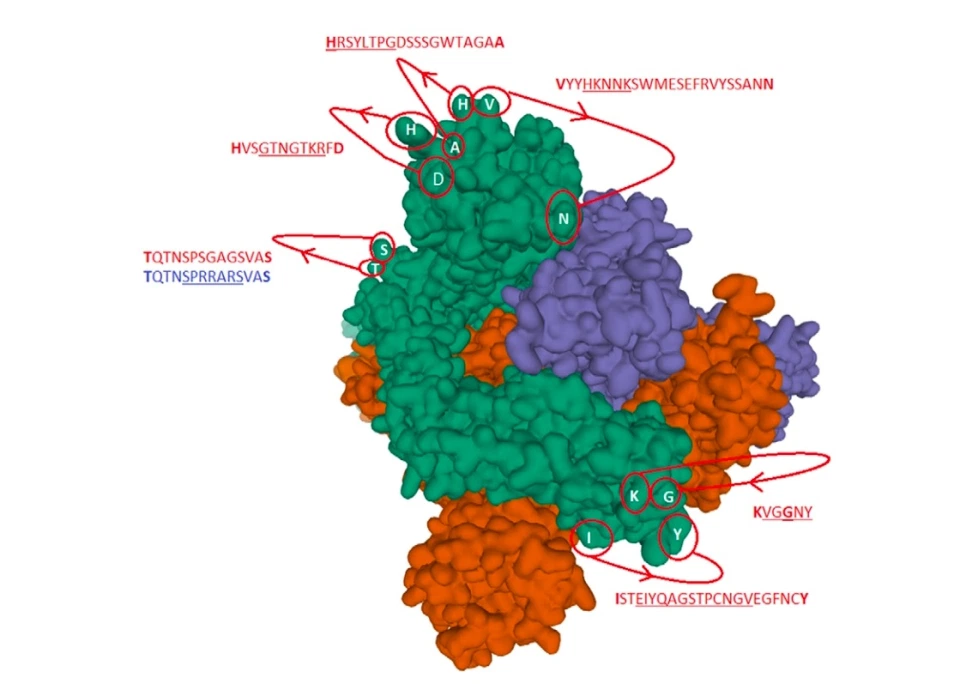 Diagram z raportu duetu zamieszczonego w Mail, przedstawia rzadką sytuację, w której cztery aminokwasy pojawiają się na szpiku SARS-Cov-2