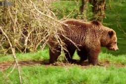 Watch Now: Brown bears come out of hibernation at UK zoo, and more of today's top videos